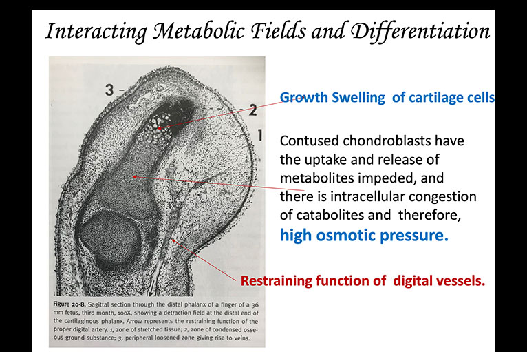 INTERACTING METABOLIC FIELDS